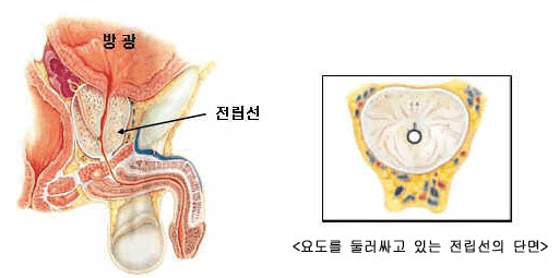 요도를 둘러싸고 있는 전립선의 단면